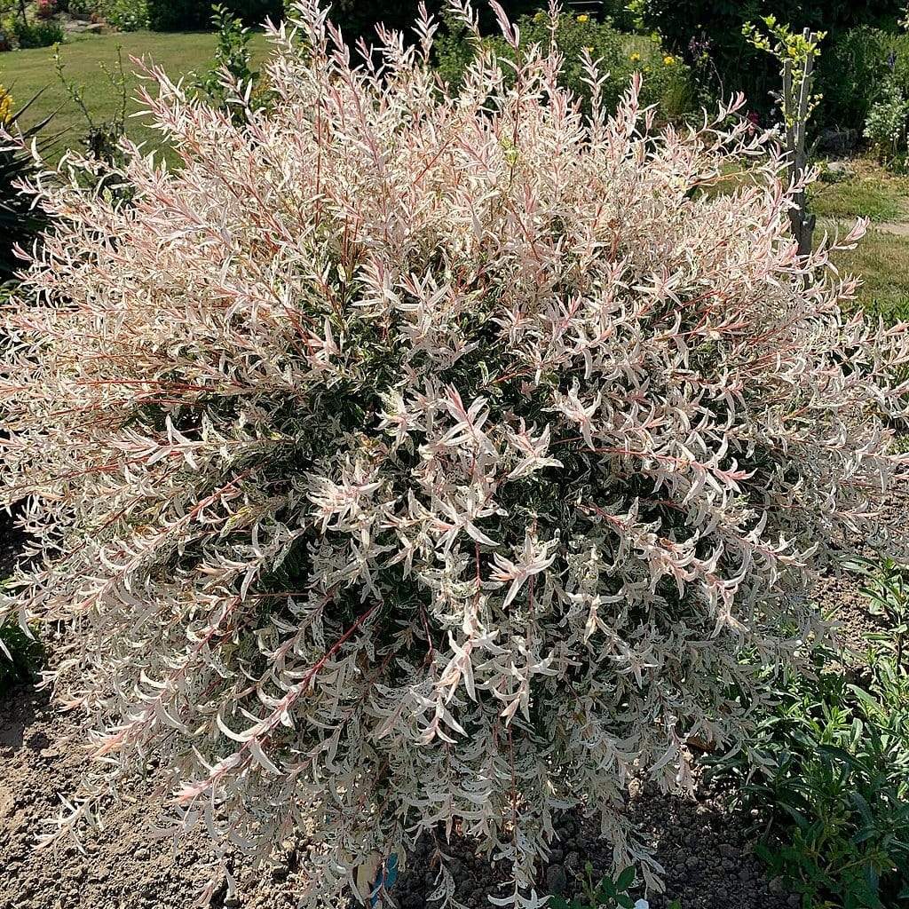 Salcie japoneza Tricolora Hakuro Nishiki cu frunze roz, gard viu cu frunze roz-alb