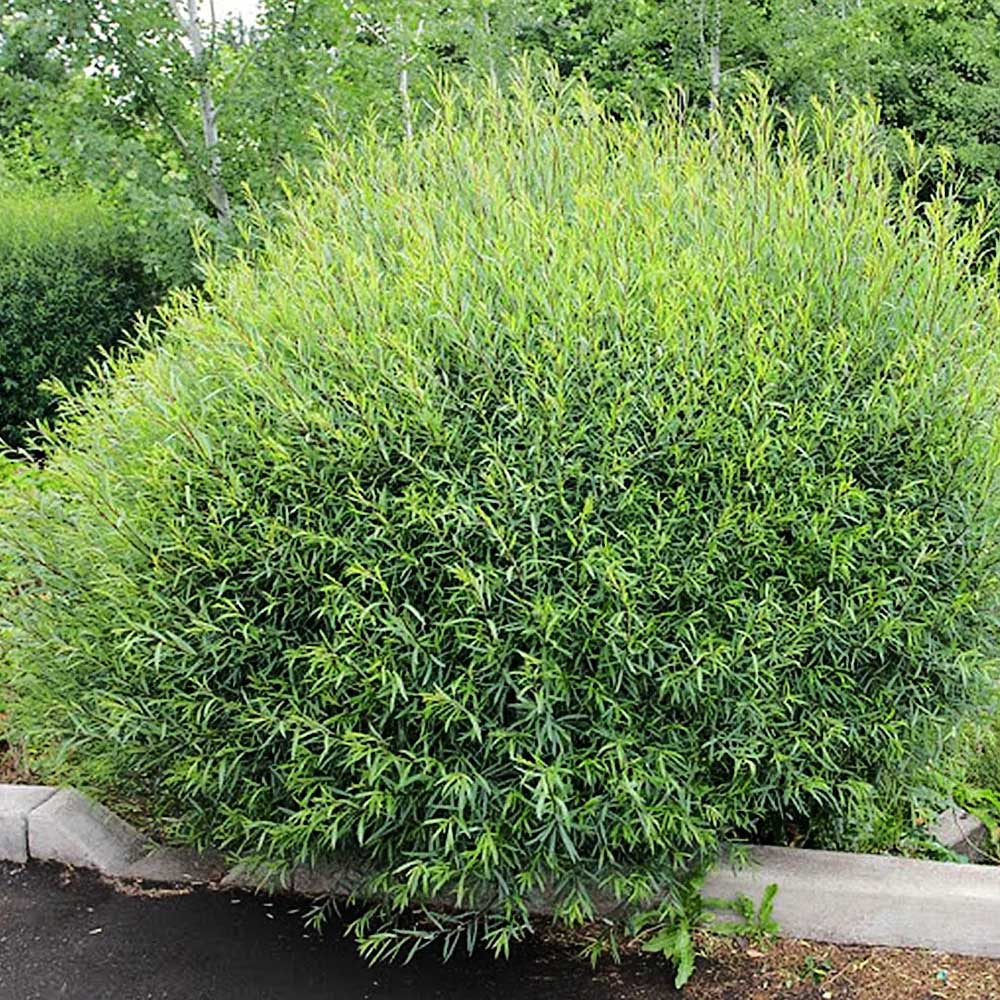 Salcie Purpurea Nana