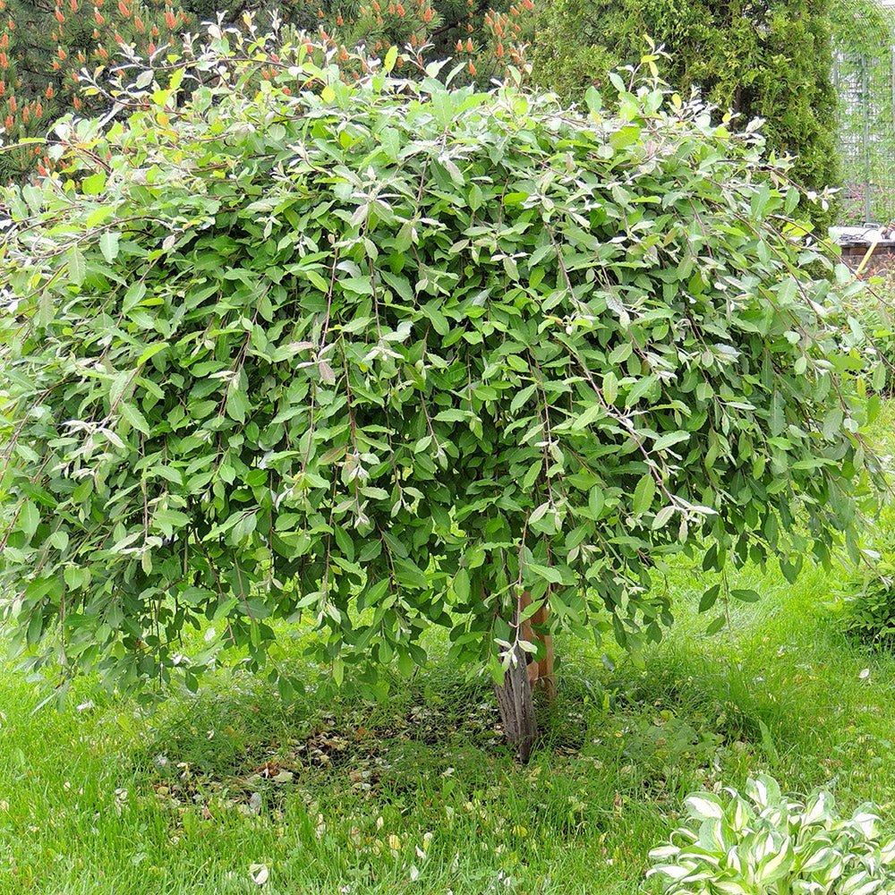 Salcie plangatoare Scotiana Kilmarnock