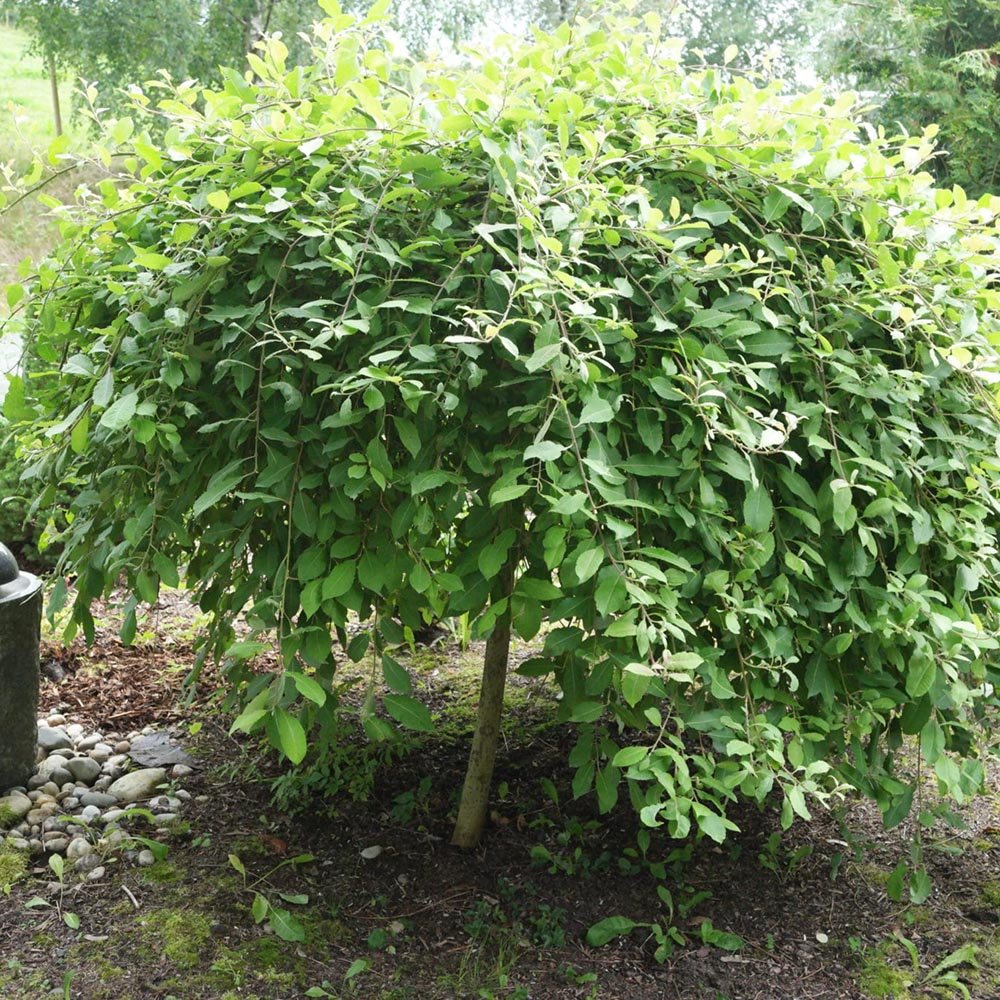 Salcie plangatoare Scotiana Kilmarnock