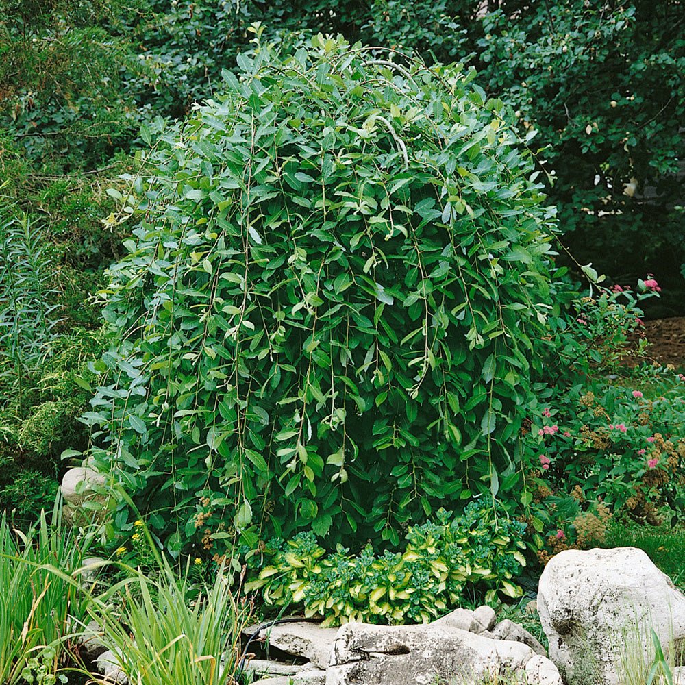 Salcie plangatoare Scotiana Kilmarnock