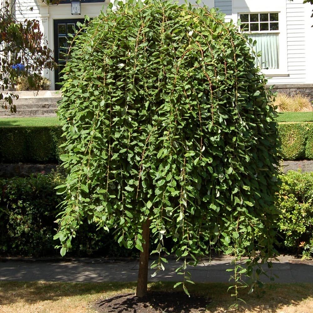 Salcie plangatoare Scotiana Kilmarnock