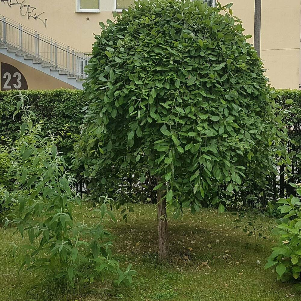 Salcie plangatoare Scotiana Kilmarnock