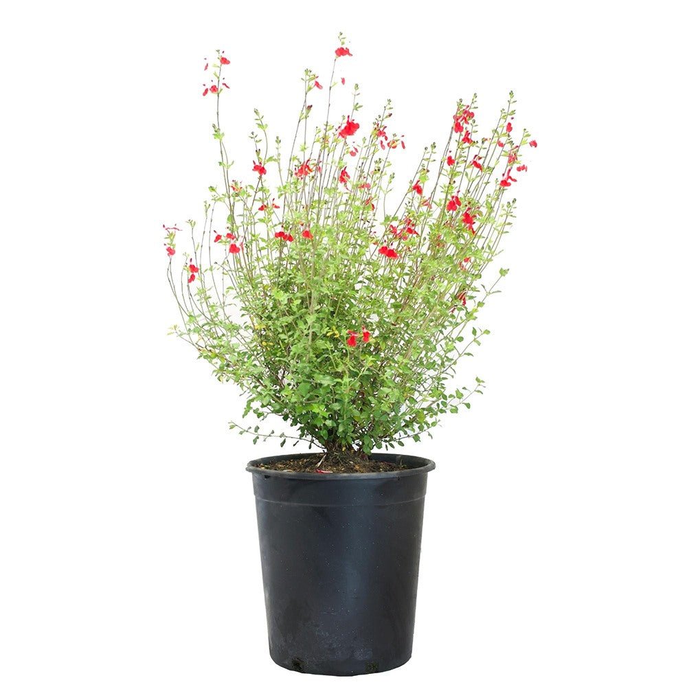 Salvie de Padure Hot Lips, cu flori bicolore alb-rosu