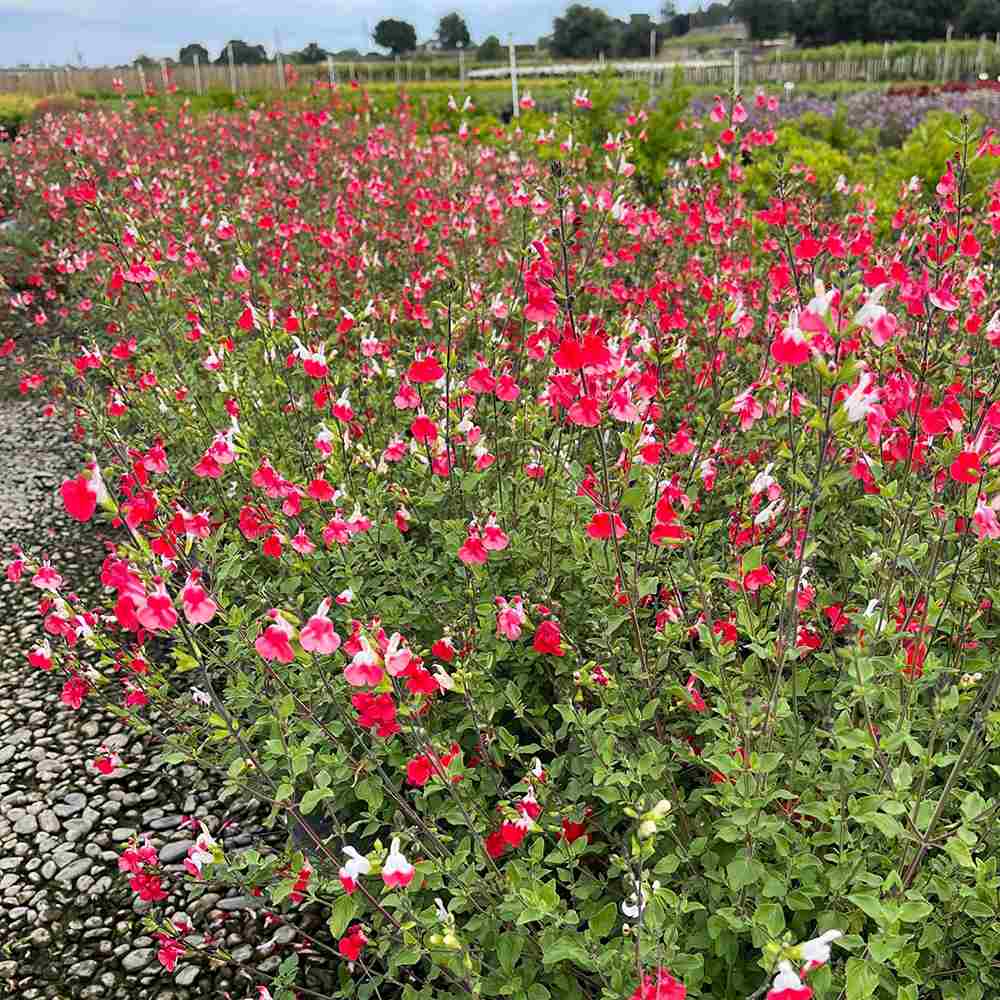 Salvie de Padure Hot Lips, cu flori bicolore alb-rosu