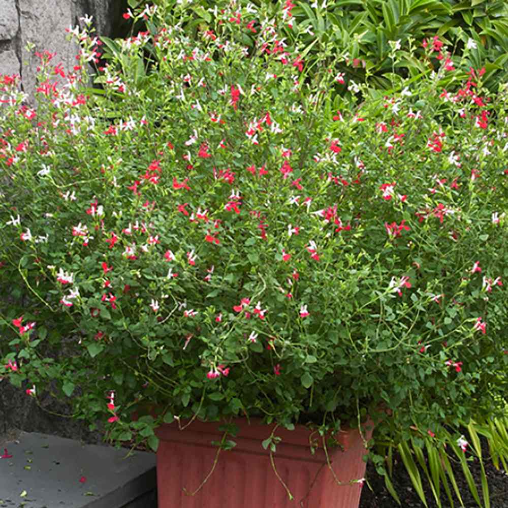 Salvie de Padure Hot Lips, cu flori bicolore alb-rosu