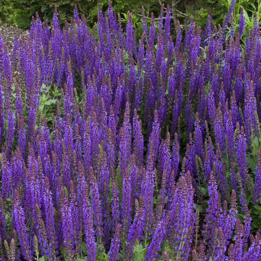 Salvie de Padure Ostfriesland, cu flori mov, parfum Intens