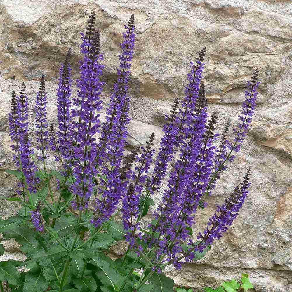 Salvie de Padure Ostfriesland, cu flori mov, parfum Intens