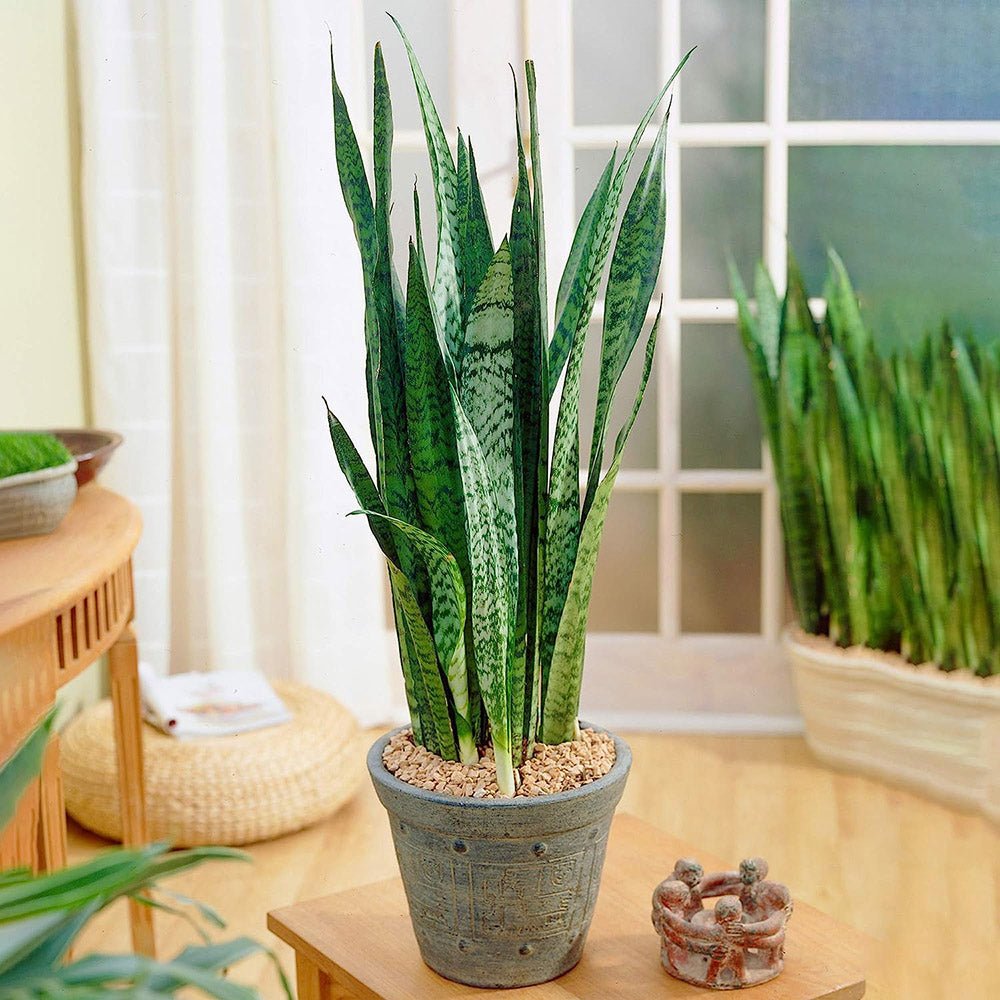 Sansevieria (Limba Soacrei) Black Coral - 75-85 cm