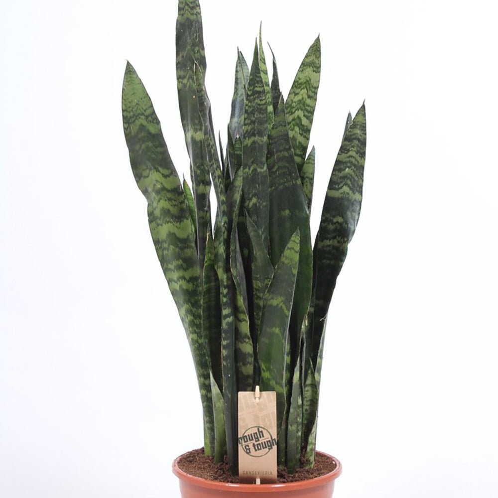 Sansevieria (Limba Soacrei) Black Coral - 75-85 cm