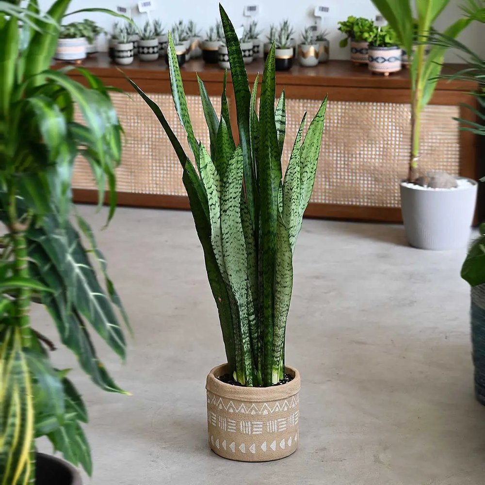 Sansevieria (Limba Soacrei) Black Coral - 75-85 cm
