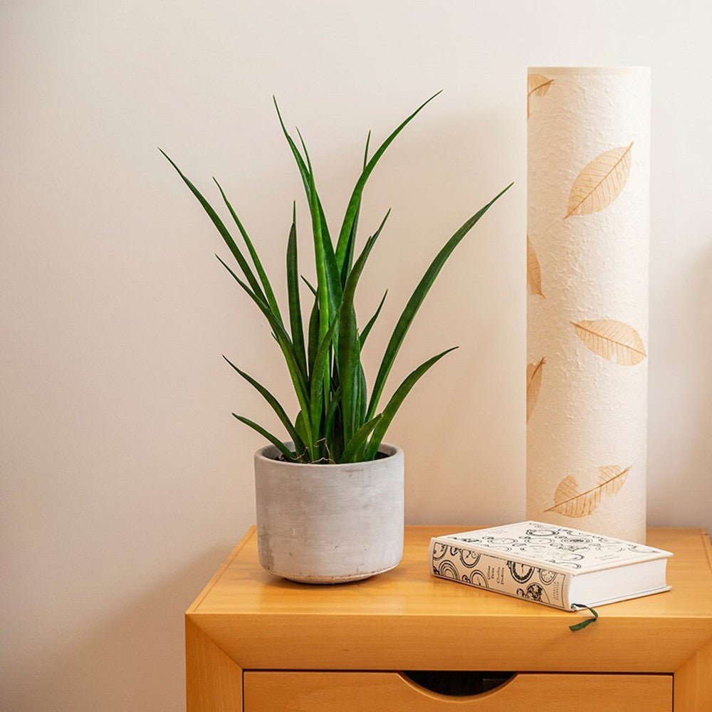 Sansevieria (Limba Soacrei) Kirkii Friends - 45 cm