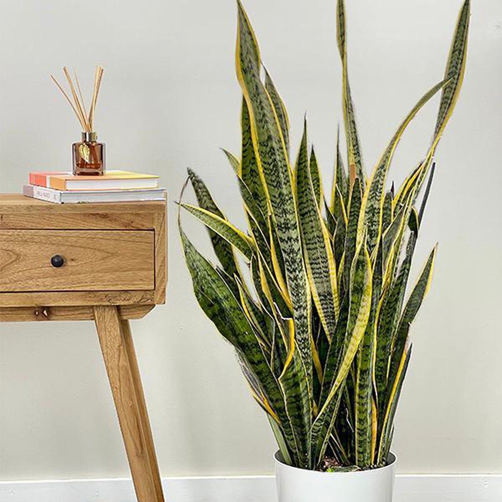Sansevieria (Limba Soacrei) Laurentii - 100-110 cm