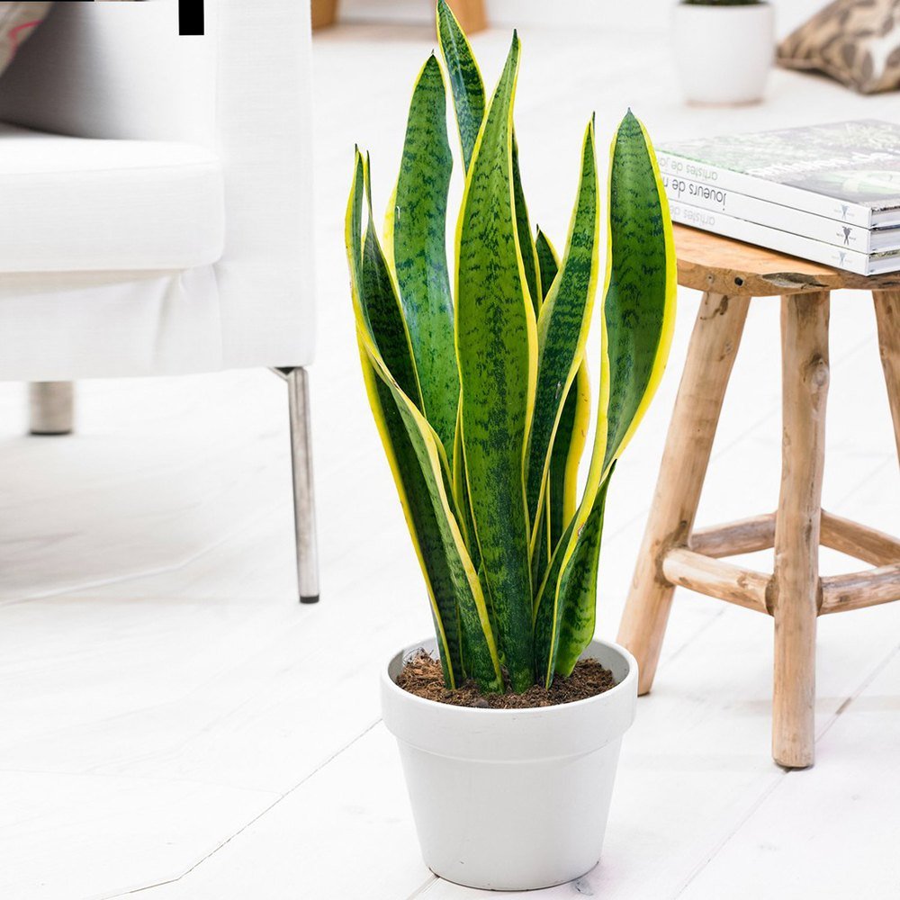Sansevieria (Limba Soacrei) Laurentii - 40-45 cm