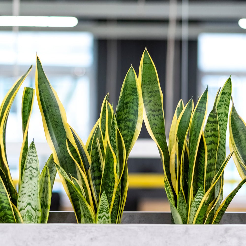 Sansevieria (Limba Soacrei) Laurentii - 90 cm