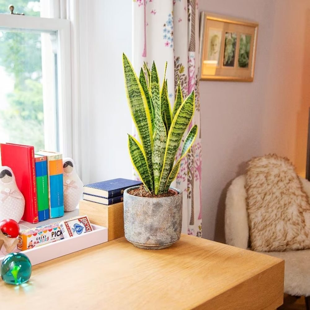 Sansevieria (Limba Soacrei) Laurentii - 90 cm