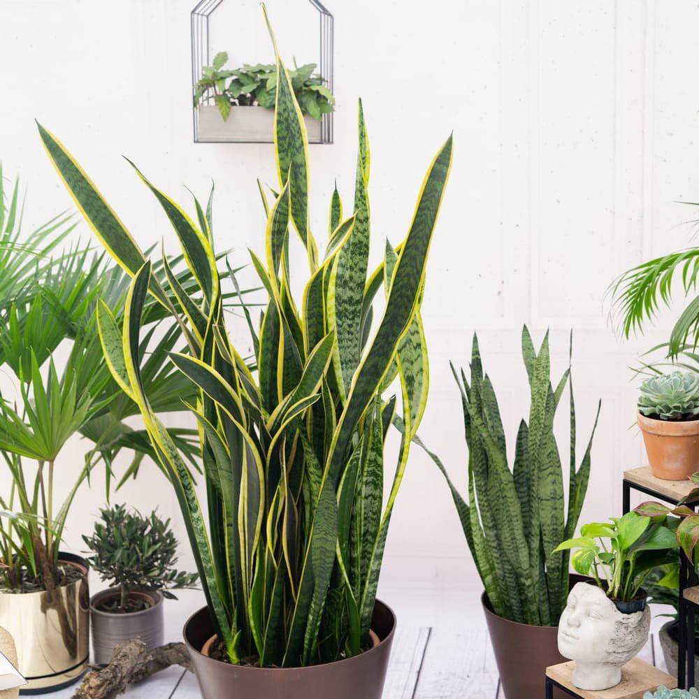 Sansevieria (Limba Soacrei) Laurentii - 80 cm