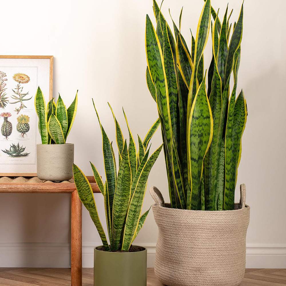 Sansevieria (Limba Soacrei) Laurentii - 80 cm
