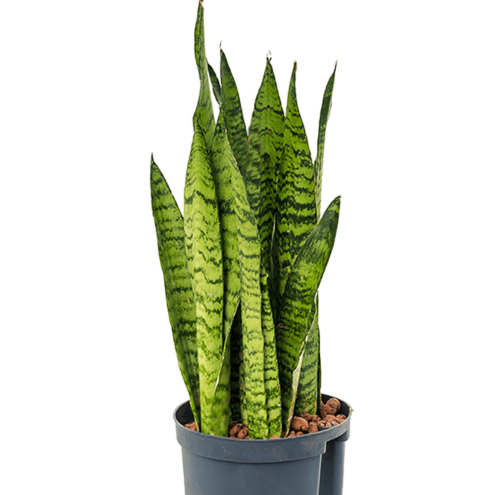 Sansevieria (Limba Soacrei) Laurentii - 55-60 cm