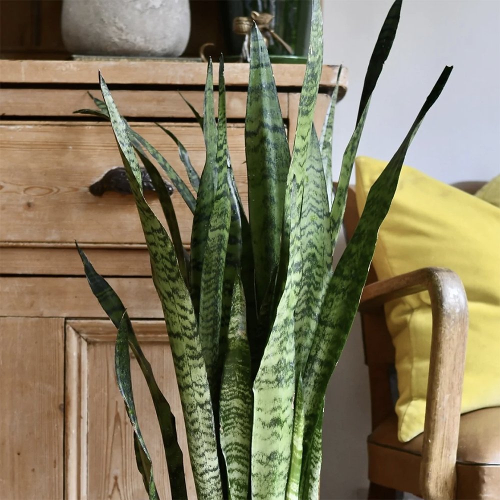 Sansevieria (Limba Soacrei) Laurentii - 55-60 cm