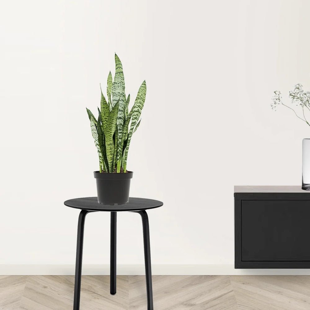 Sansevieria (Limba Soacrei) Zeylanica - 60 cm