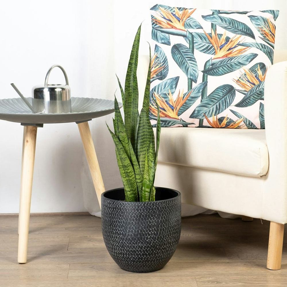 Sansevieria (Limba Soacrei) Zeylanica - 60 cm