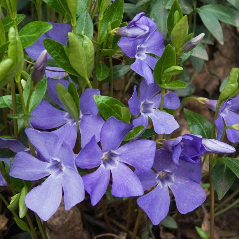 Saschiu cu frunza mica, tarator, vesnic verde cu flori albastre-mov (Vinca Minor)