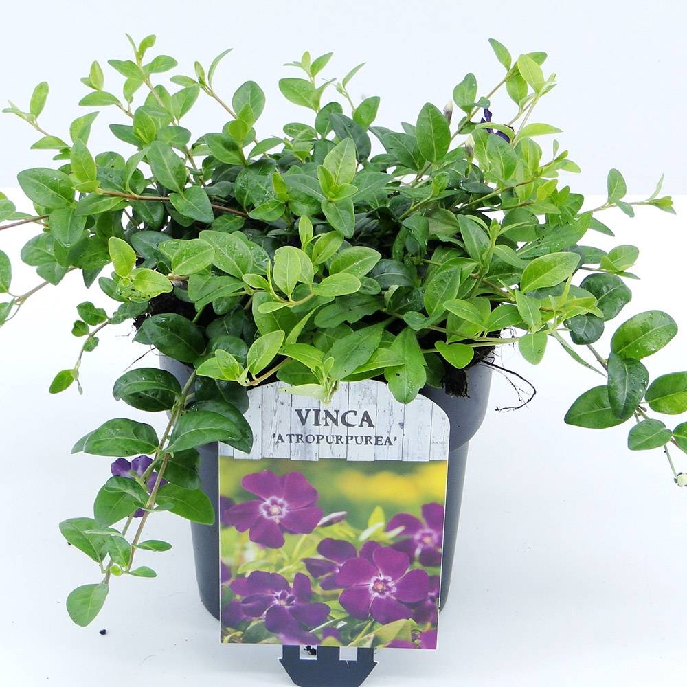 Saschiu cu frunza mica, tarator, vesnic verde cu flori purpurii-burgundiu (Vinca Minor Atropurpurea)