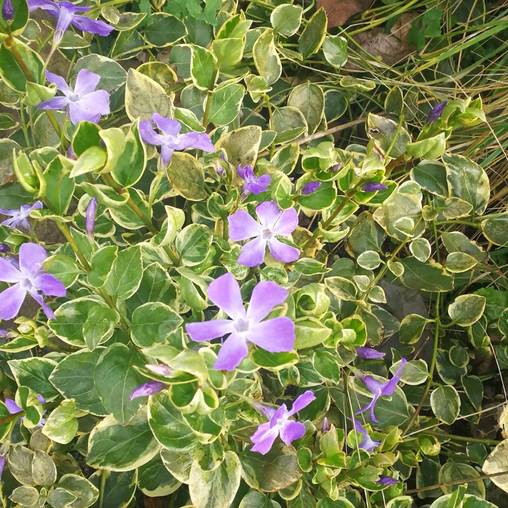Saschiu Pestrita cu frunza mica, tarator, vesnic verde, cu flori argintii-verzi (Vinca Minor)