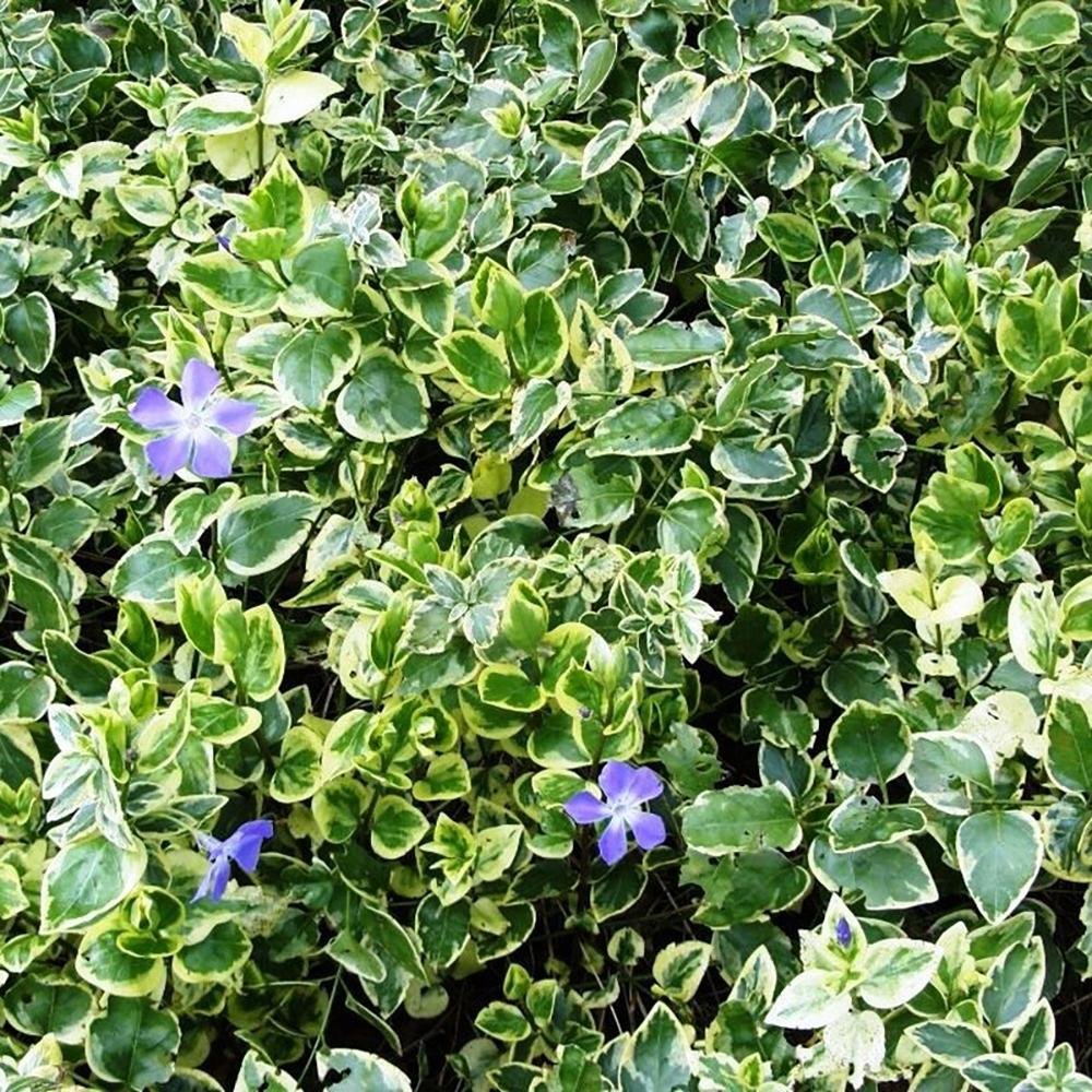 Saschiu Pestrita cu frunza mica, tarator, vesnic verde, cu flori argintii-verzi (Vinca Minor)