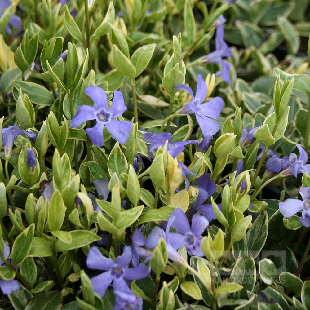 Saschiu Pestrita cu frunza mica, tarator, vesnic verde, cu flori argintii-verzi (Vinca Minor)