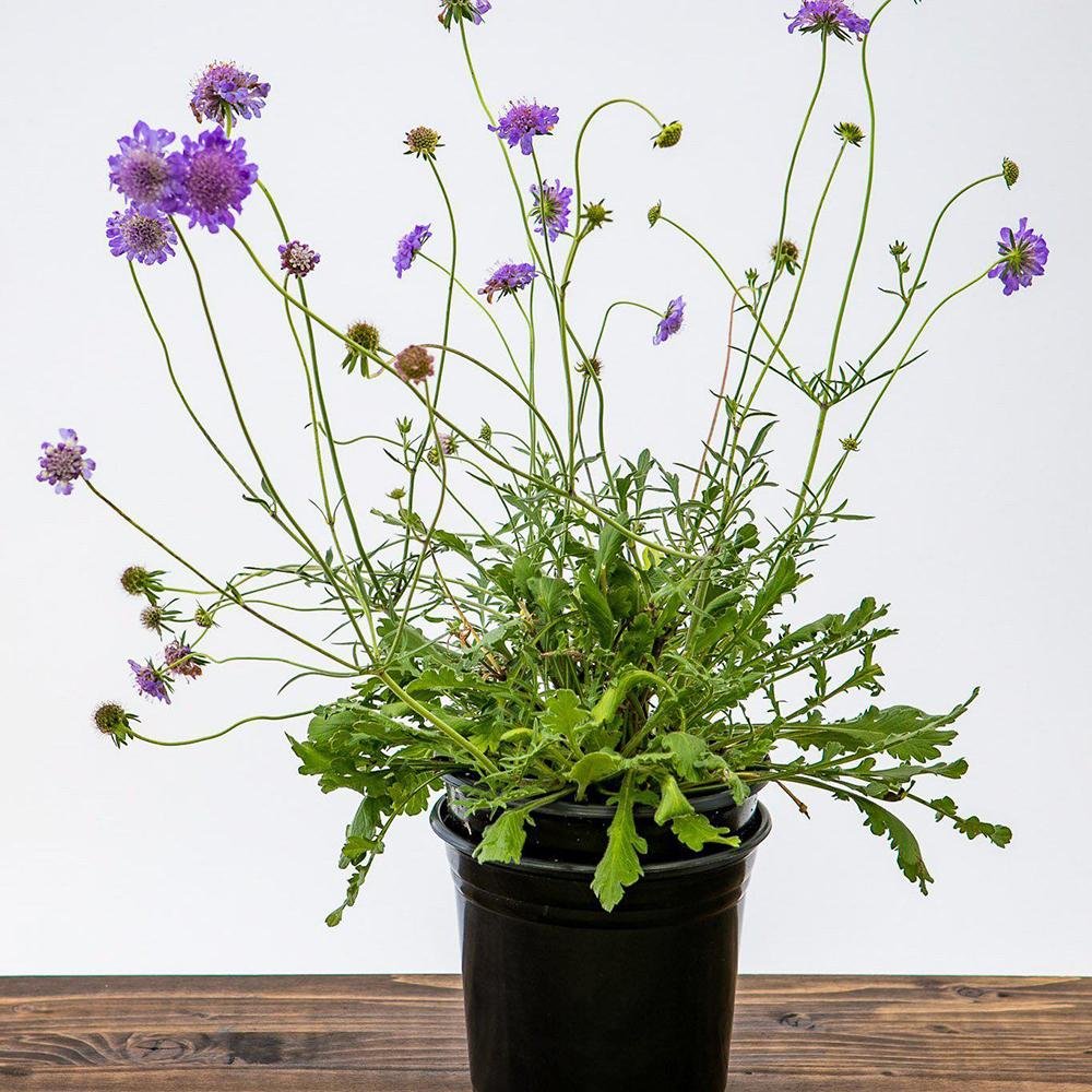 Scabiosa Butterfly Blue, cu flori albastre