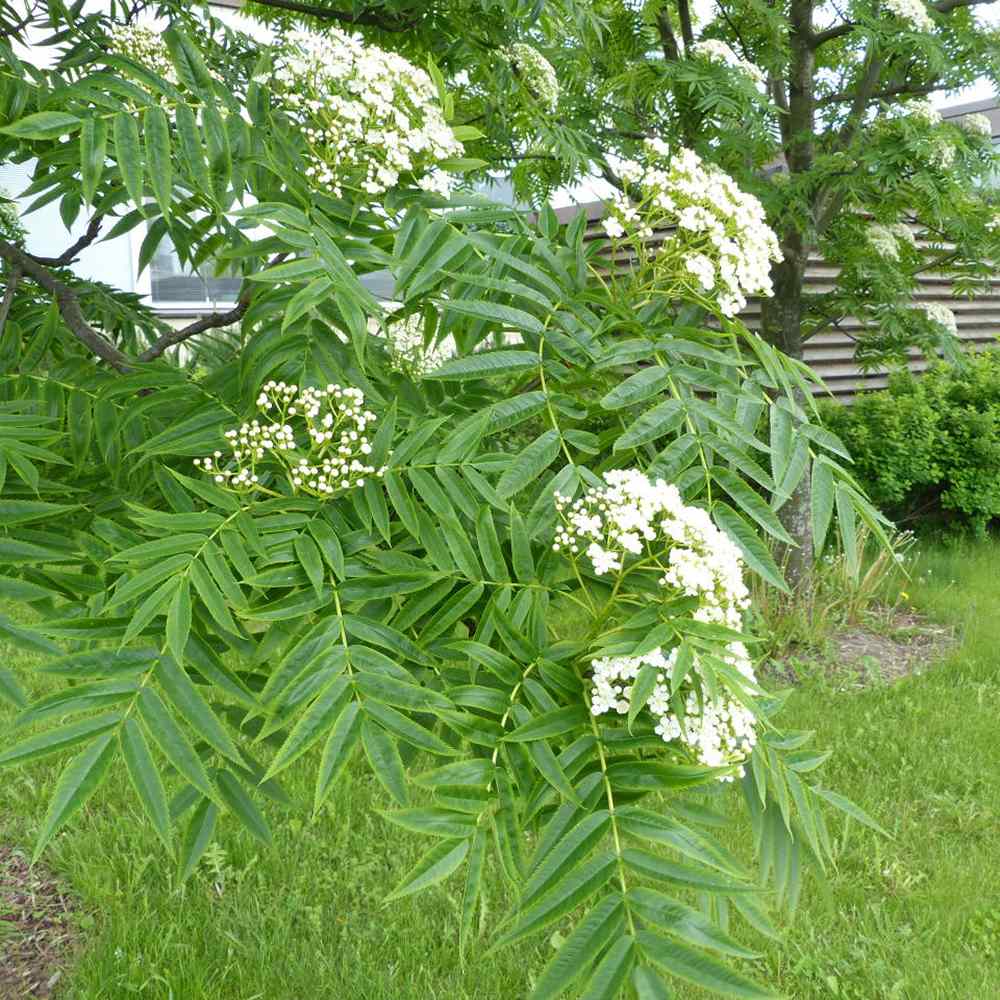 Scorus (Sorbus) Dodong, cu frunze rosii-portocalii in toamna