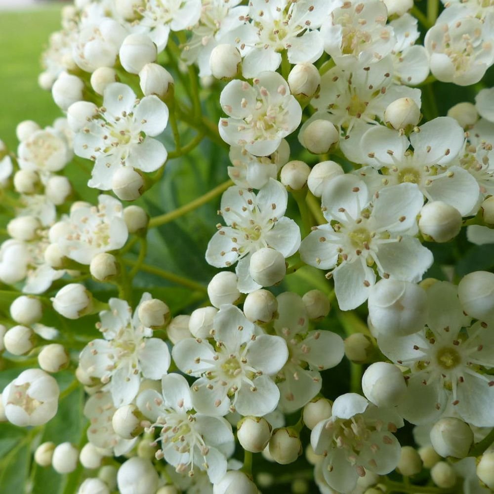 Scorus (Sorbus) Dodong, cu frunze rosii-portocalii in toamna