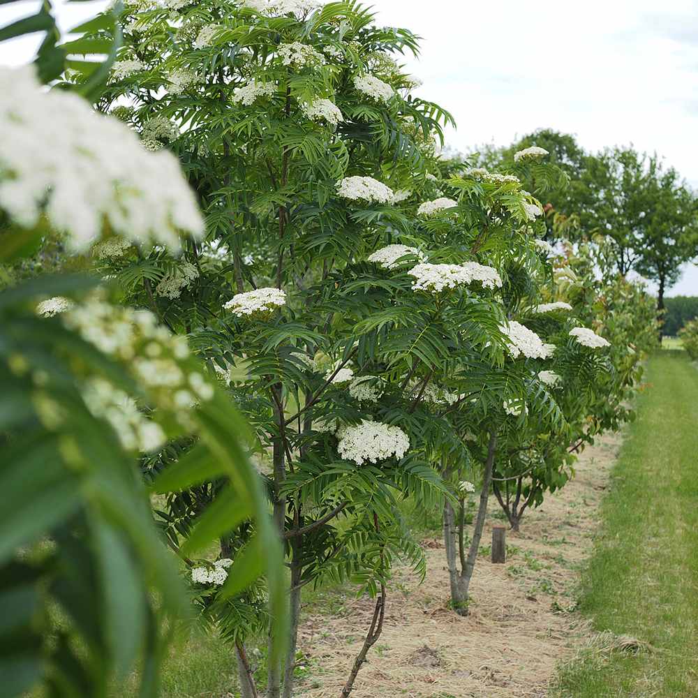 Scorus (Sorbus) Dodong, cu frunze rosii-portocalii in toamna