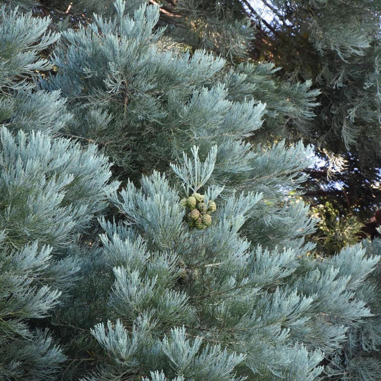 Синя секвоя (Sequoiadendron Glauca)