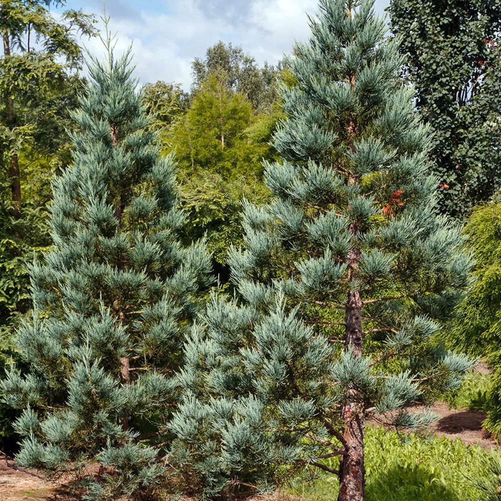 Синя секвоя (Sequoiadendron Glauca)