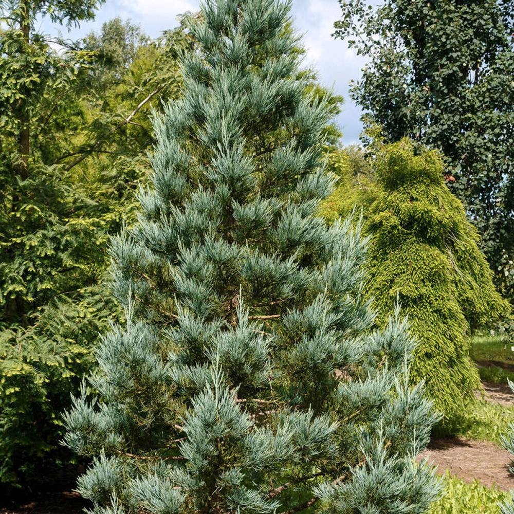 Arborele Sequoia Albastru (Sequoiadendron Glauca)