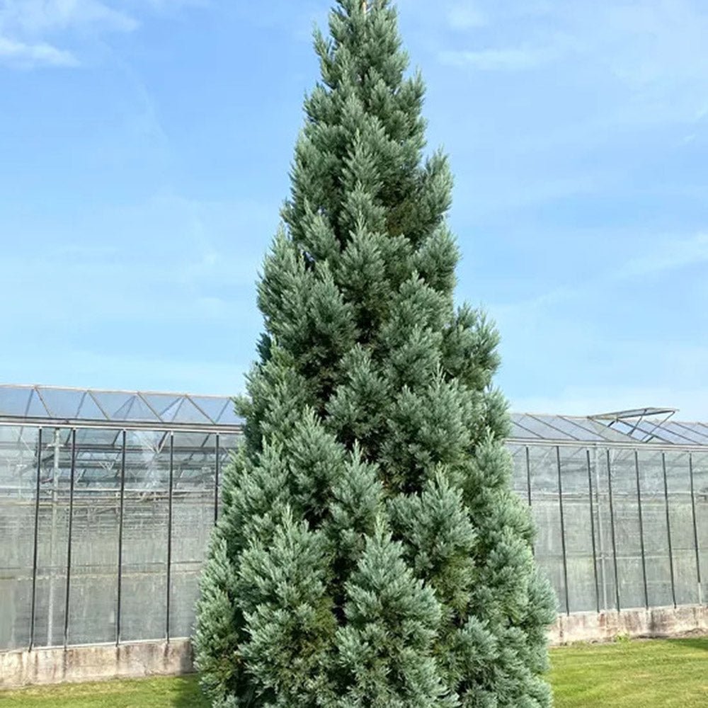 Синя секвоя (Sequoiadendron Glauca)