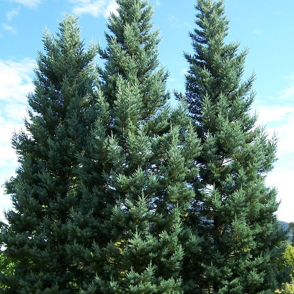 Синя секвоя (Sequoiadendron Glauca)