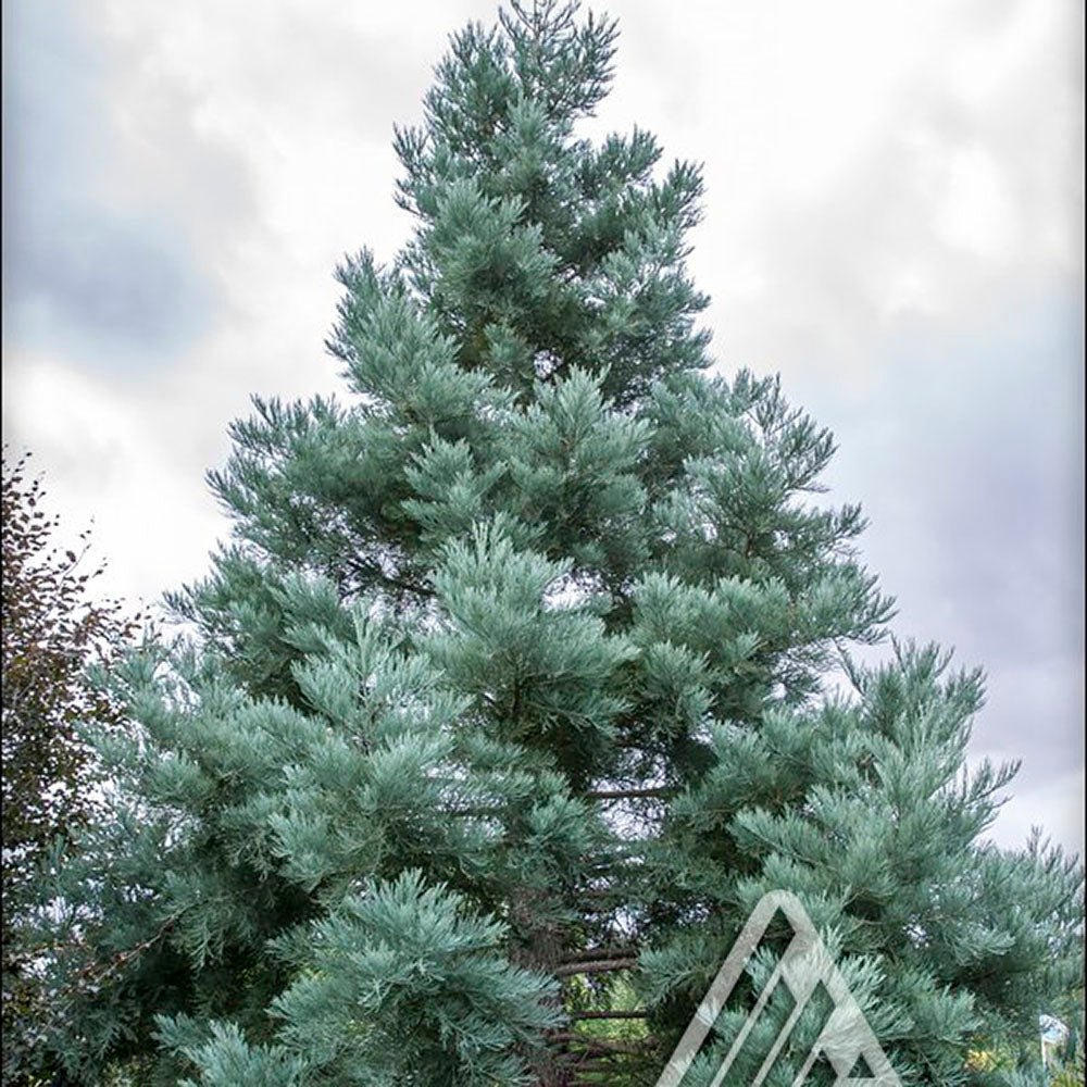 Arborele Sequoia Albastru (Sequoiadendron Glauca)