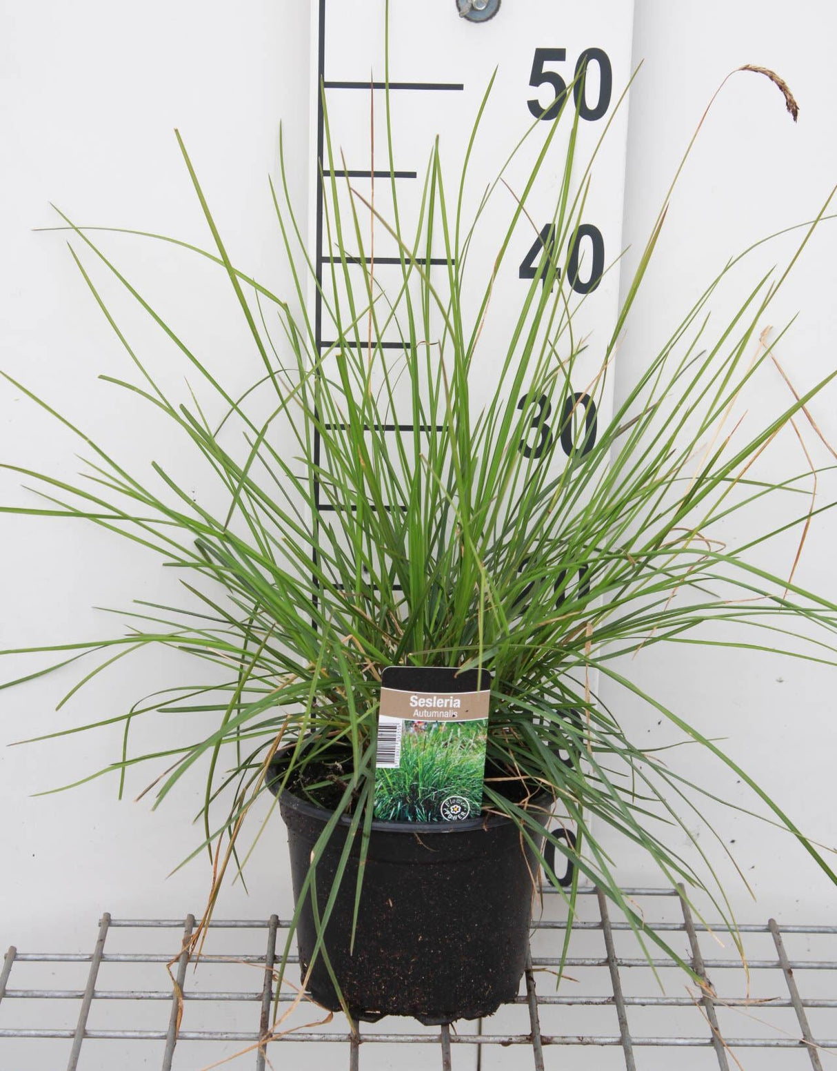 Iarba ornamentala Sesleria Tomnatica, frunzis auriu toamna, semi vesnic verde, de ghiveci sau de gradina