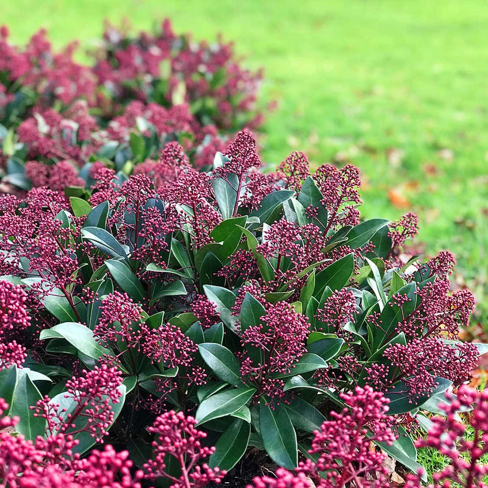 Liliac Japonez rosu-aprins (Skimmia Perosa), cu flori rosii-purpuriu