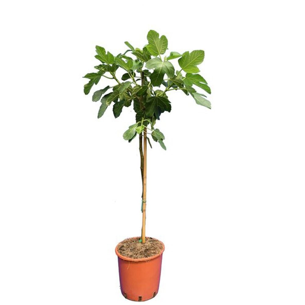 Smochin Copac Ficus Brown Turkey, cu fructe dulci