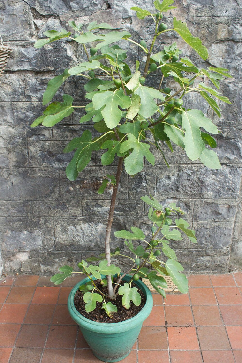 Smochin Copac Ficus Brown Turkey, cu fructe dulci