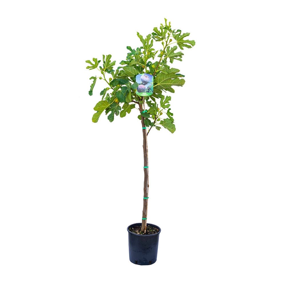 Smochin (Ficus Carica) cu fructe dulci negre