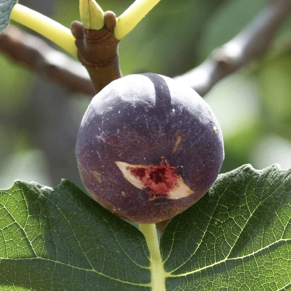 Smochin (Ficus Carica) cu fructe dulci negre