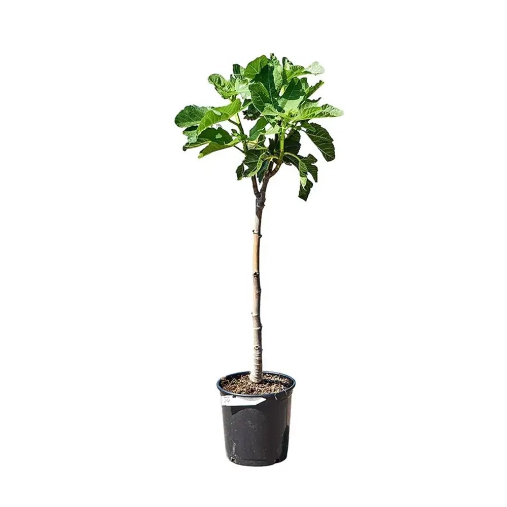 Smochin (Ficus Carica) cu fructe dulci galben verzi dungate
