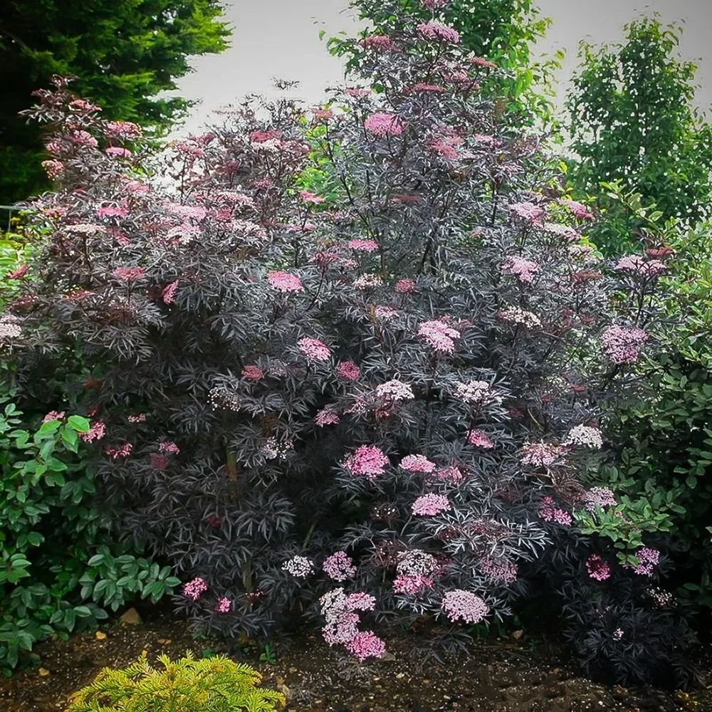 Soc Negru Sambucus Black Lace