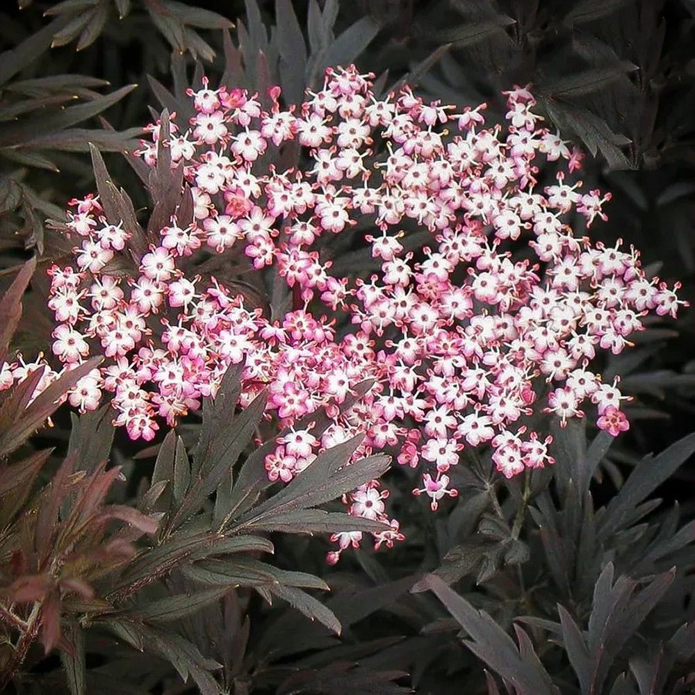 Soc Negru Sambucus Black Lace